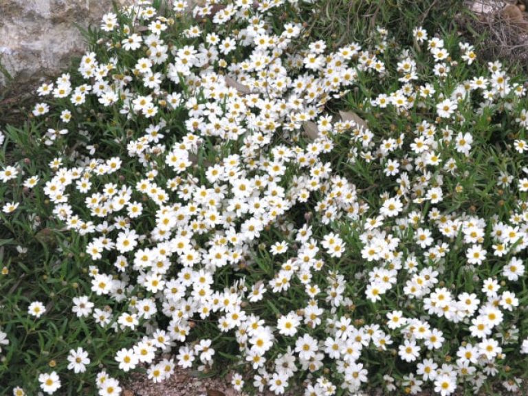 1488996770Blackfoot-Daisy-Melampodium-leucanthum-form2.jpg