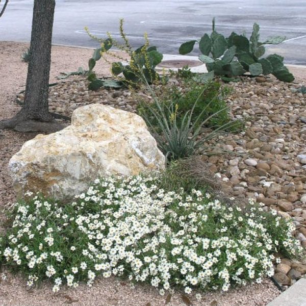 1488996783Blackfoot-Daisy-Melampodium-leucanthum-scape.jpg