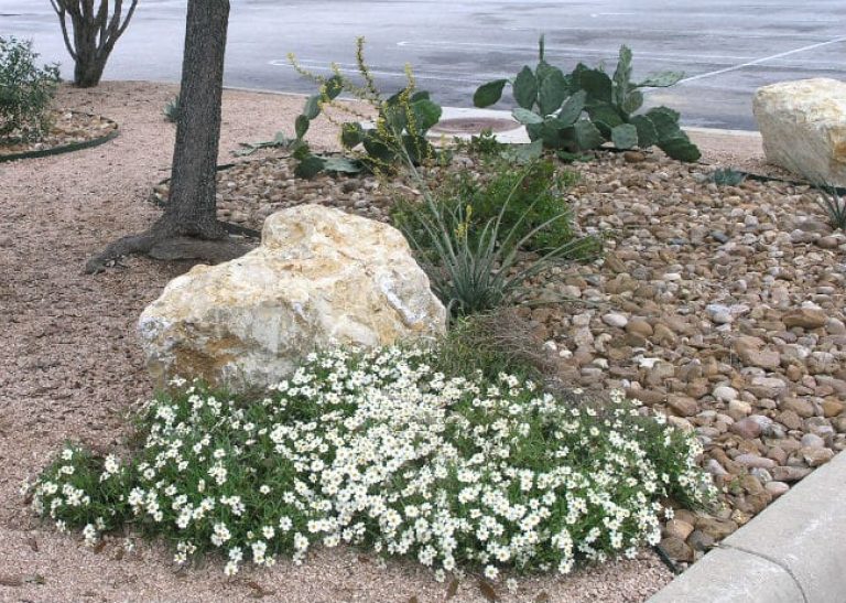 1488996783Blackfoot-Daisy-Melampodium-leucanthum-scape.jpg