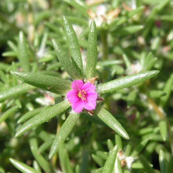 1488996826Shaggy-portulaca-Portulaca-pilosa-flower-detail.jpg