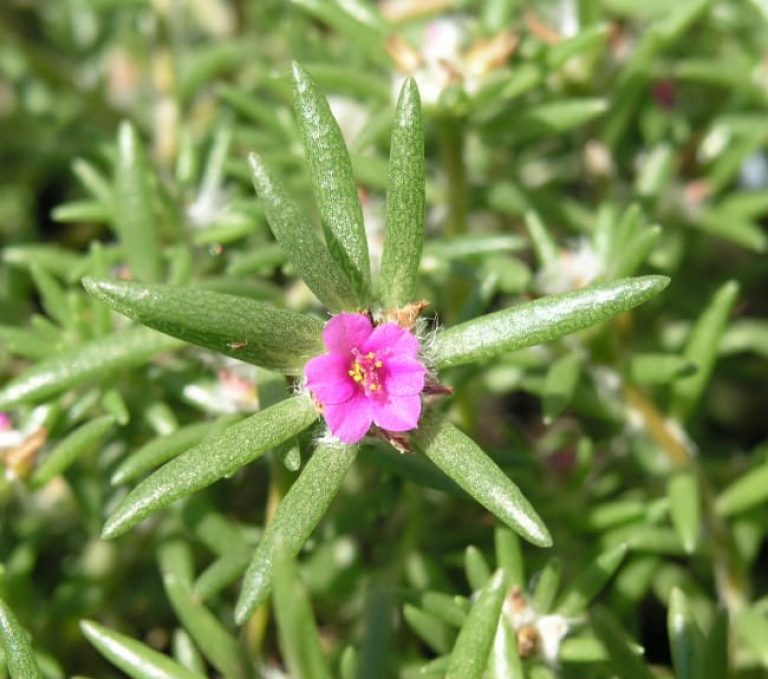 1488996826Shaggy-portulaca-Portulaca-pilosa-flower-detail.jpg