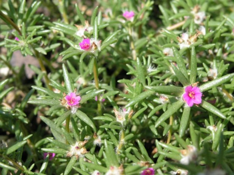 1488996830Shaggy-portulaca-Portulaca-pilosa-flowers.jpg
