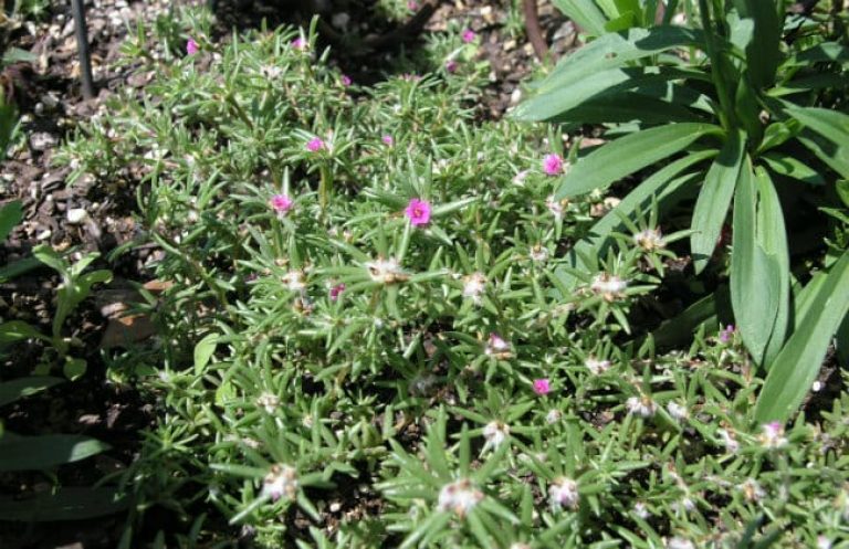 1488996833Shaggy-portulaca-Portulaca-pilosa-form.jpg
