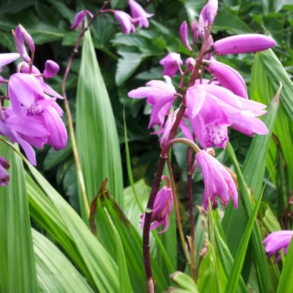 1488997042Chinese-ground-orchid-Bletilla-striata-detail-bloom.jpg