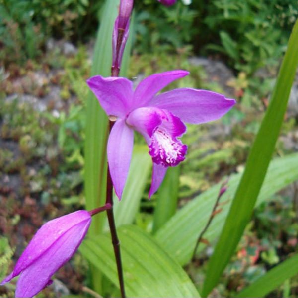 1488997045Chinese-ground-orchid-Bletilla-striata-detail-flower-MP.jpg