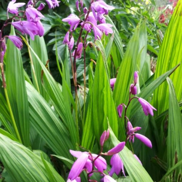 1488997049Chinese-ground-orchid-Bletilla-striata-form.jpg