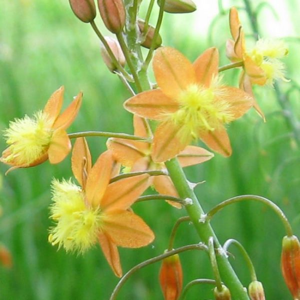 1488997382BULBINE-bulbine-frutescens-detail.jpg