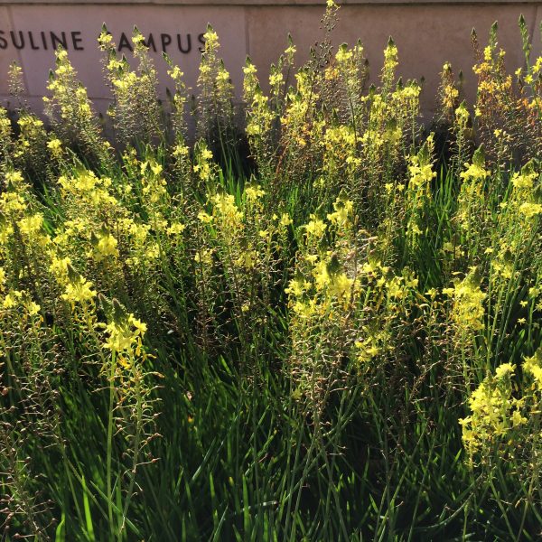 1488997495Bulbine-Bulbine-frutescens-Ursuline-campus-4-2015.JPG