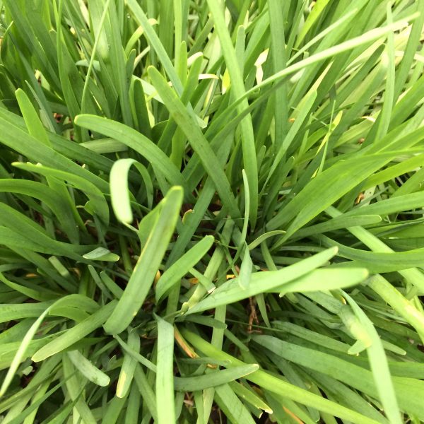1488997670Chives-Allium-schonopraesum-detail.JPG