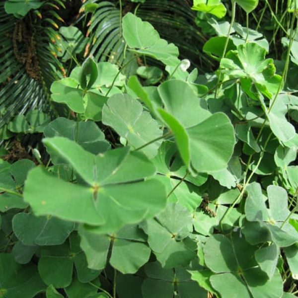 1488997791clover-fern-marsilea-macropoda-detail.jpg