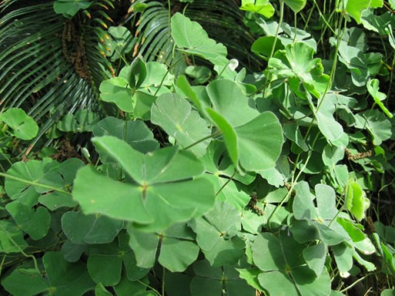 1488997791clover-fern-marsilea-macropoda-detail.jpg