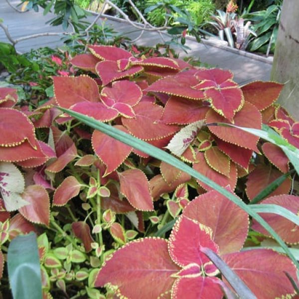 1488997924Coleus-Coleus-spp.jpg