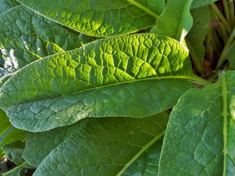 1488998234Comfrey-Symphytum-officinale.jpg