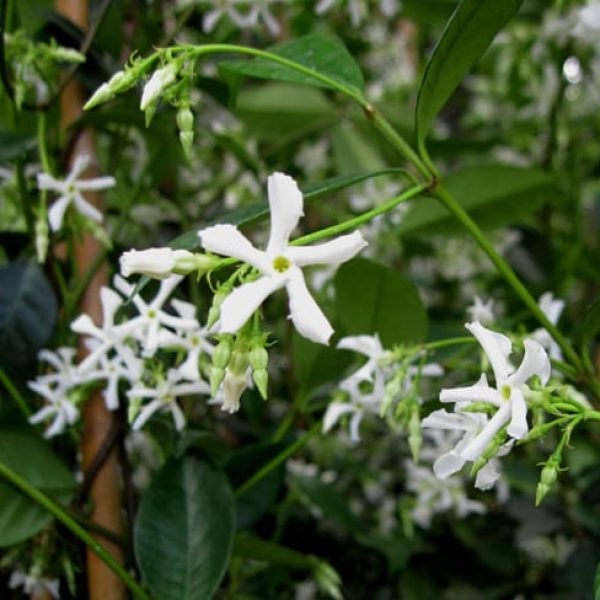 1488998341Confederate-Jasmine-Teachelospermum-jasminoides-extreme-detail.jpg