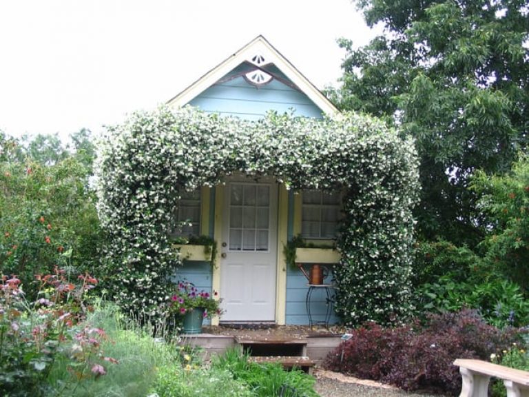 1488998353Confederate-Jasmine-Teachelospermum-jasminoides-form.jpg