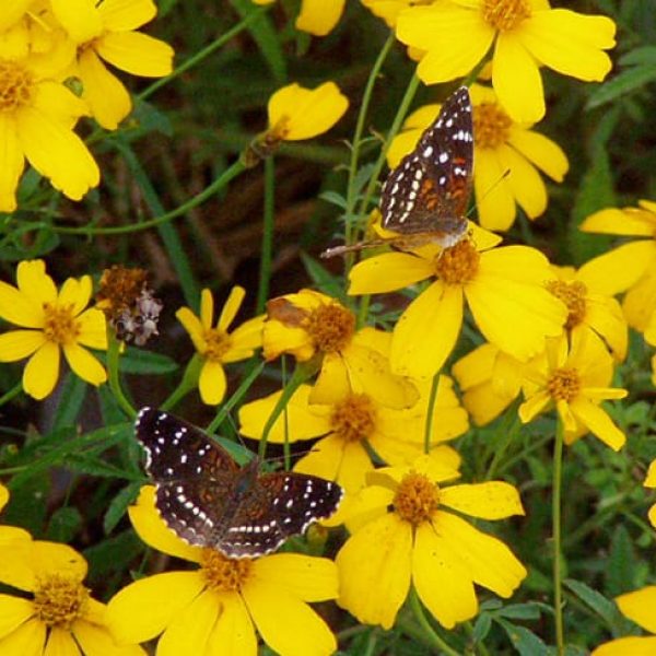 1488998496Copper-Canyon-Daisy-Tagetes-lemmonii-and-Texan-Crescentspots.jpg