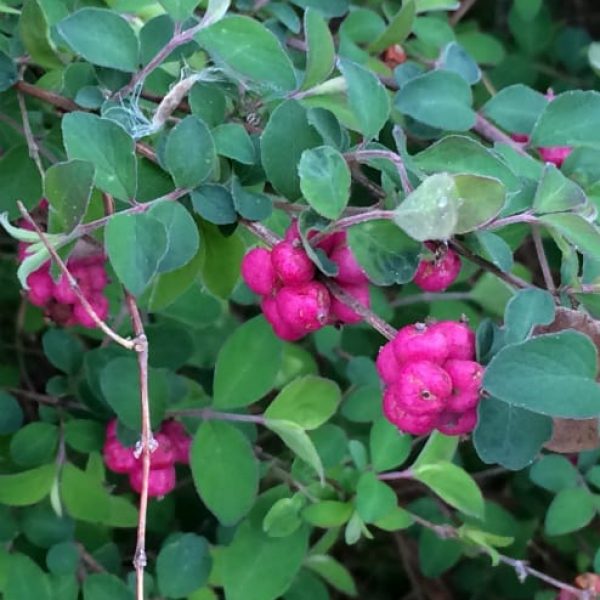 1488998772Coral-berry-Symphoricarpos-orbiculatus-detail-berries-Austin.jpg