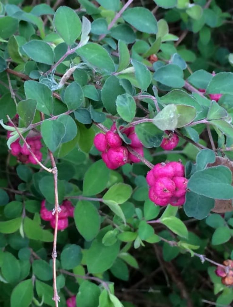 1488998772Coral-berry-Symphoricarpos-orbiculatus-detail-berries-Austin.jpg