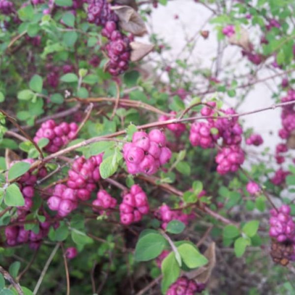 1488998777Coralberry-Symphoricarpos-orbiculatus-detail-fruit.jpg