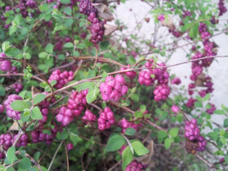 1488998777Coralberry-Symphoricarpos-orbiculatus-detail-fruit.jpg