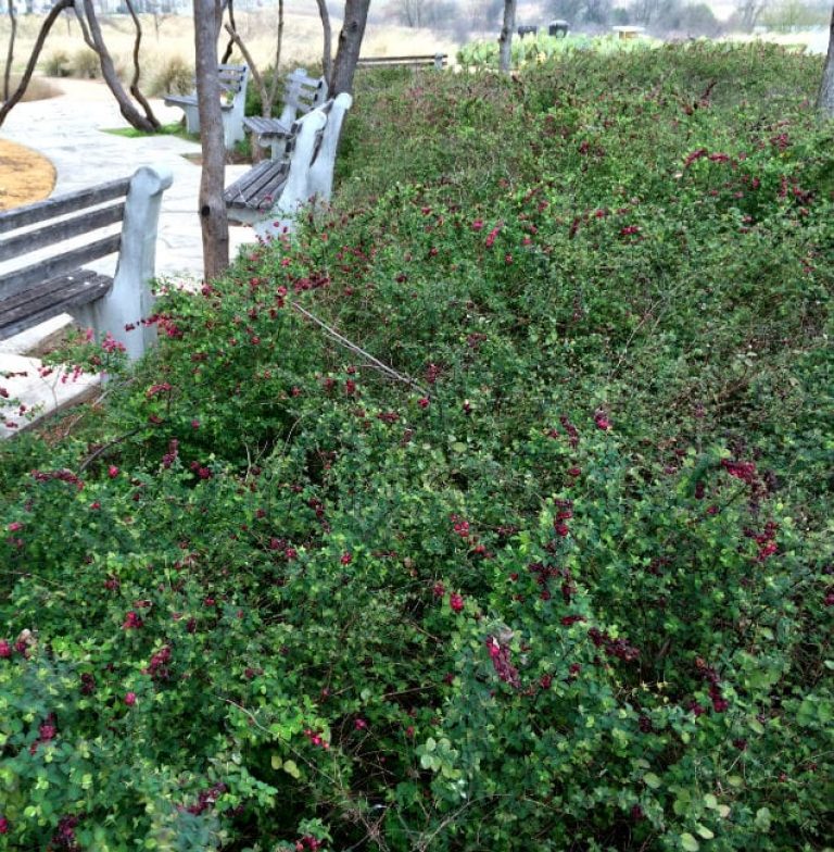 1488998781Coralberry-Symphoricarpos-orbiculatus-form-park-bench-February.jpg