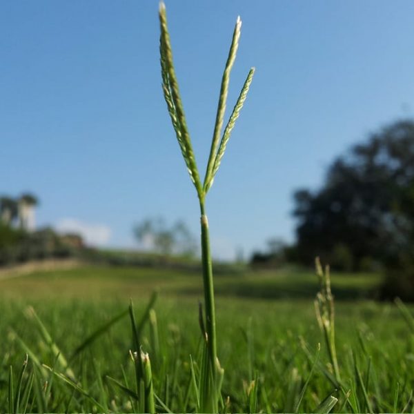 1488998790Bermuda-Grass-Cynodon-dactyloides-flower.jpg