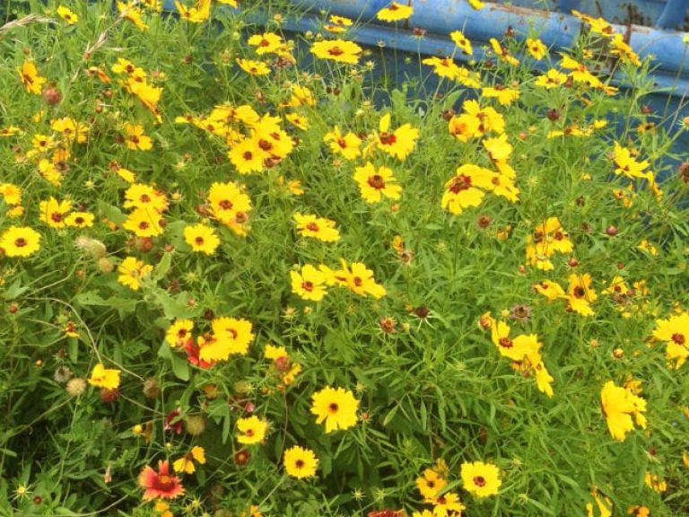 1488998911Tickseed-Coreopsis-lanceolata-form4.jpg