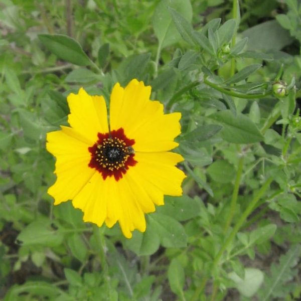 1488998918Tickseed-Coreopsis-lanceolata-flower-detail.jpg