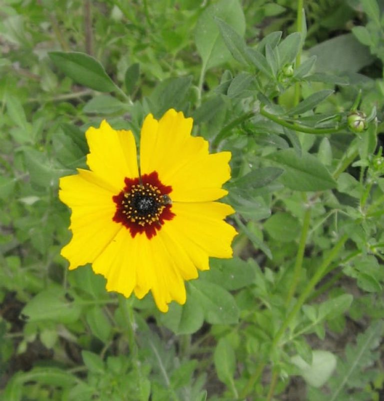 1488998918Tickseed-Coreopsis-lanceolata-flower-detail.jpg