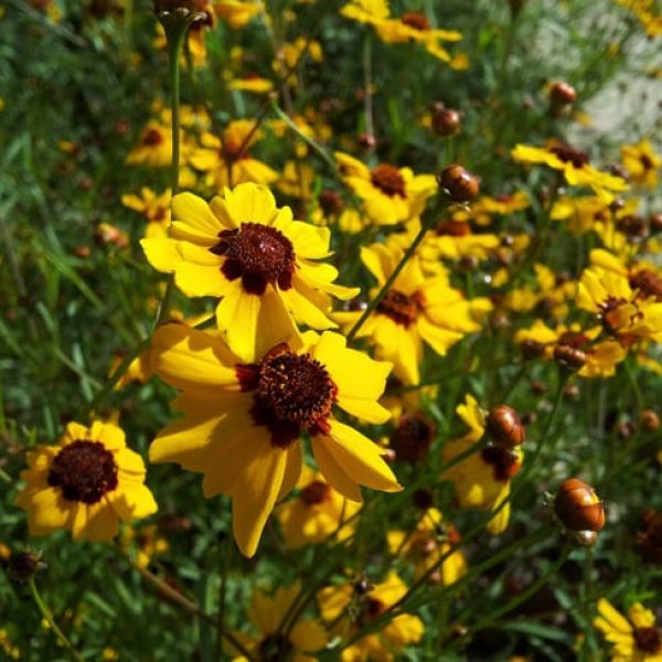 1488998925tickseed-coreopsis-sp-detail.jpg