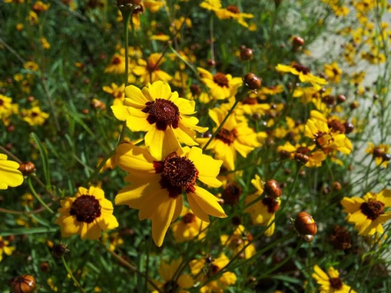 1488998925tickseed-coreopsis-sp-detail.jpg