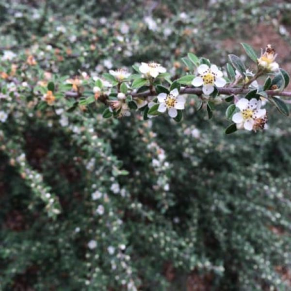 1488999077Cotoneaster-gray-leaf-Cotoneaster-glaucophyllus-detail-flowering.jpg