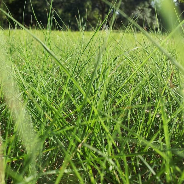 1488999157Buffalograss-Bouteloua-dactyloides-detail.jpg