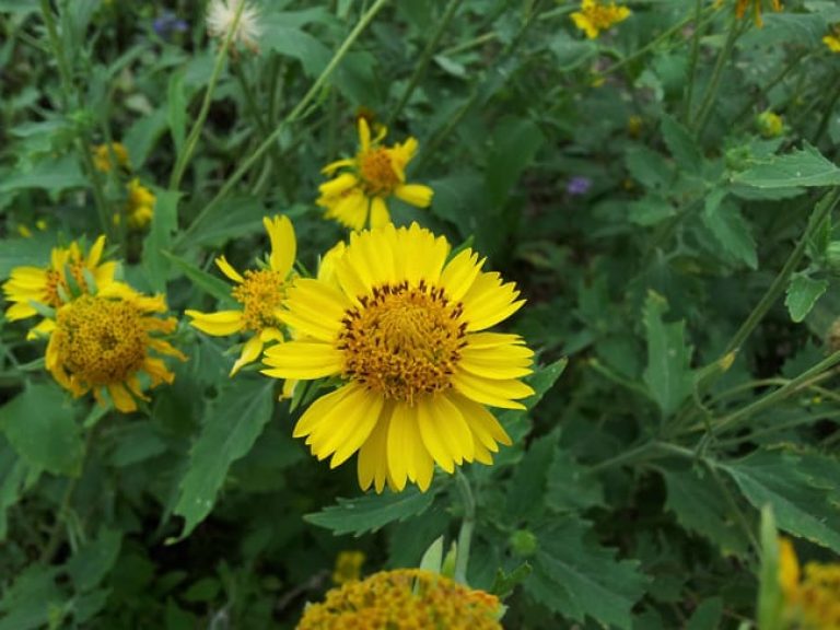 1488999202cowpen-daisy-Verbesina-encelioides-detail.jpg