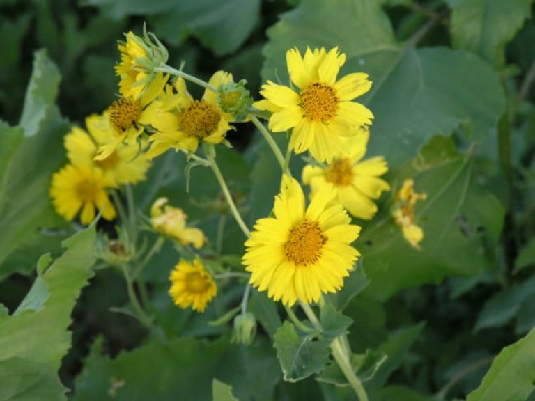 1488999206Cowpen-Daisy-Verbesina-encelioides-form4.jpg