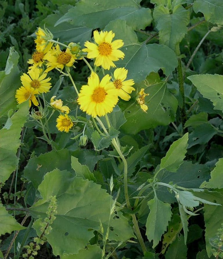 1488999210Cowpen-Daisy-Verbesina-encelioides-form5.jpg