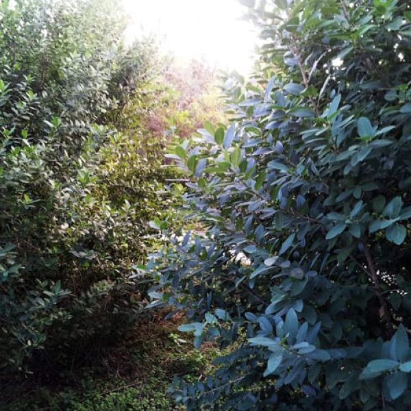 1488999353Coyotillo-Karwinskia-humboldtiana-form-botanical-shrub.jpg