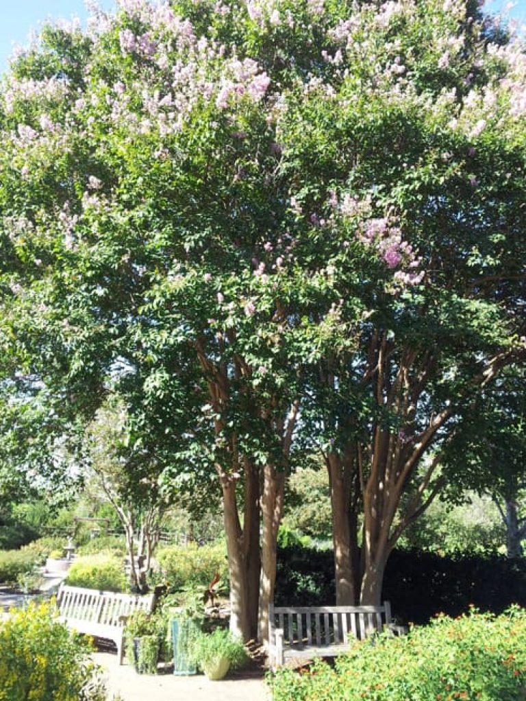 1488999506Crepe-Myrtle-Lagerstroemia-spp.-x-bashams-party-pink-20120910.jpg