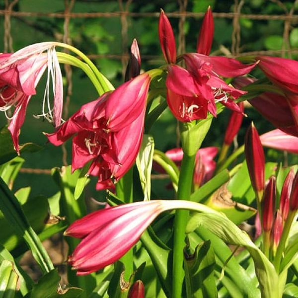 1488999891cemetery-lily-crinum-sp-detail.JPG