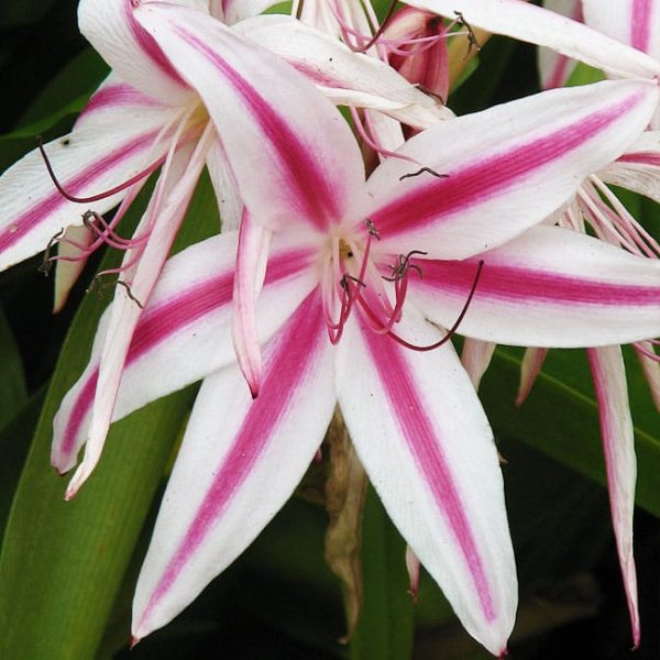 1488999895cemetery-lily-crinum-sp-detail2.JPG