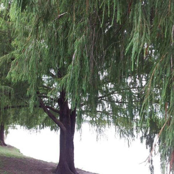 1489000338Cypress-bald-Taxodium-distichum-form-Woodlawn-7-2014.jpg