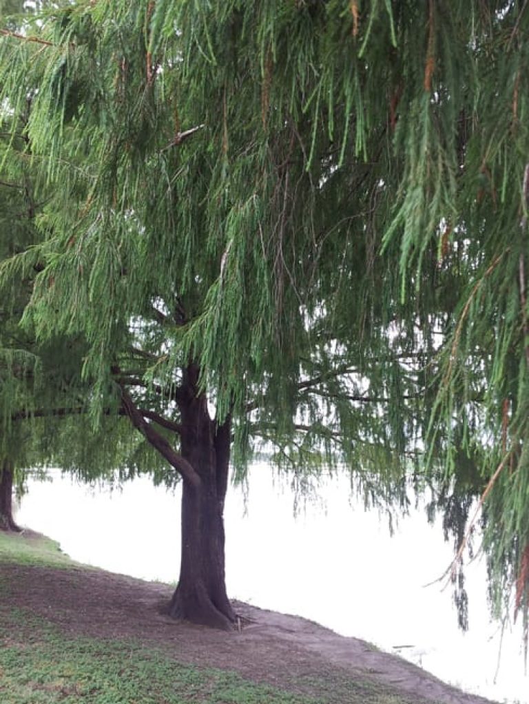 1489000338Cypress-bald-Taxodium-distichum-form-Woodlawn-7-2014.jpg