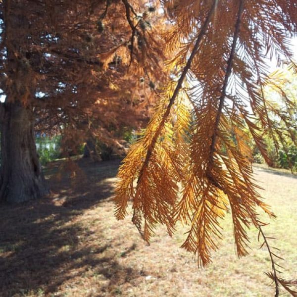 1489000341Cyress-Bald-Taxodium-distichum-detail-fall.jpg