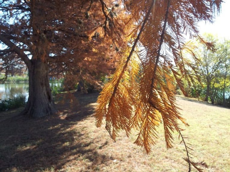 1489000341Cyress-Bald-Taxodium-distichum-detail-fall.jpg