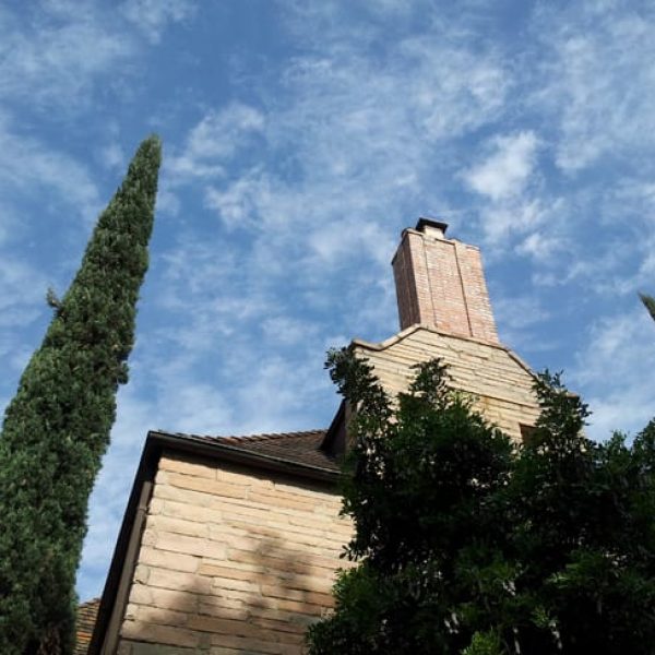 1489000482cypress-italian-cupressus-sempervirens-form.jpg