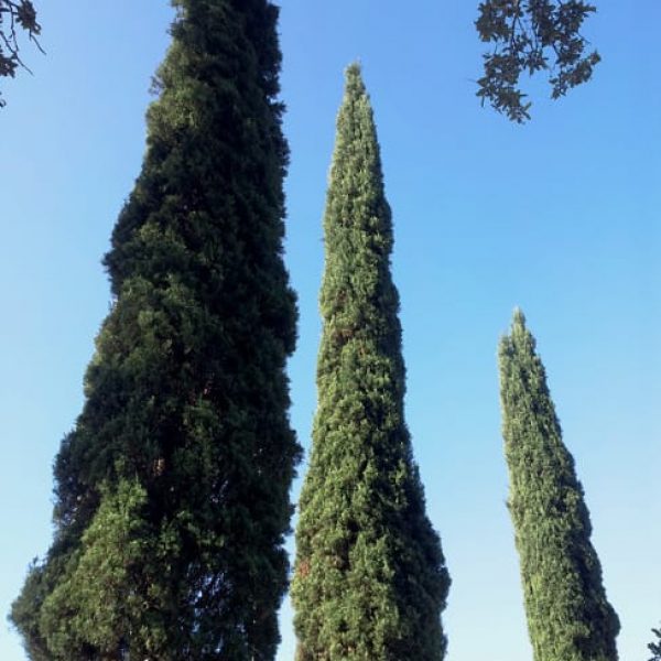 1489000485cypress-italian-cupresus-sempervirens-form.jpg