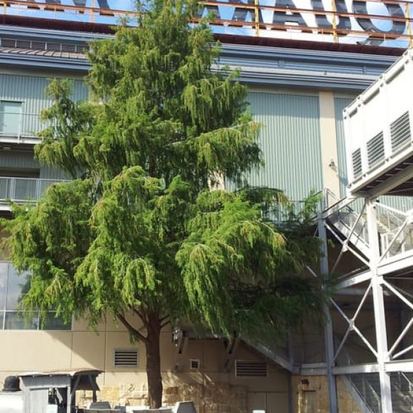 1489000572cypress-montexuma-taxodium-mucronatum-form.jpg