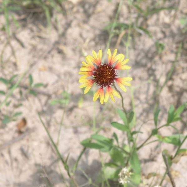 1489001098Prairie-gaillardia-Gaillardia-aestivalis-var-aestivalis-detail.jpg