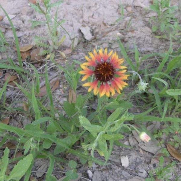 1489001103Prairie-gaillardia-Gaillardia-aestivalis-var-aestivalis-form.jpg