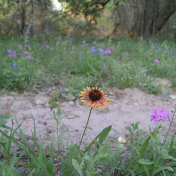 1489001106Prairie-gaillardia-Gaillardia-aestivalis-var-aestivalis-form2.jpg